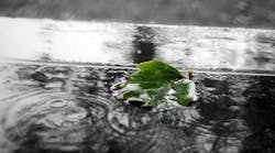 1655268569092-greengd521e0fa7_1920 1655268569092-greengd521e0fa7_1920