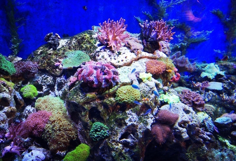 1656357578685 Coralreefs