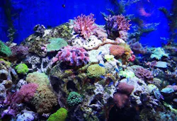 1656357578685 Coralreefs