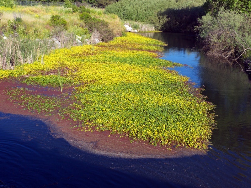 1656357580416 Wetland