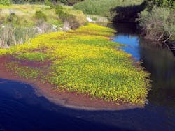 1656357580416 Wetland 1656357580416 Wetland