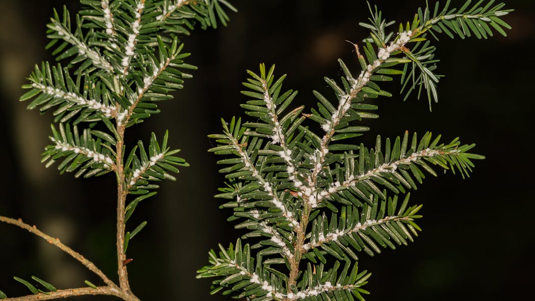 Hemlock Woolly Adelgid, one of the invasive species targeted by Michigan&apos;s latest funding.
