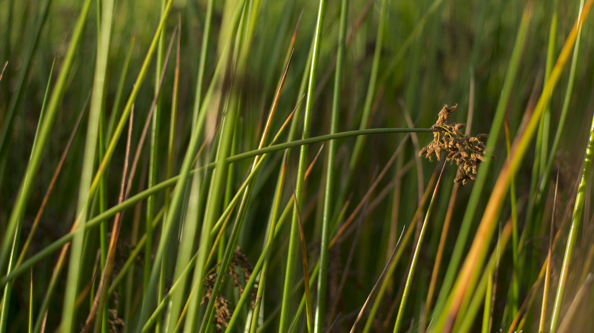 Dreamstime Xxl 146174767 642d9ec8e3aa1