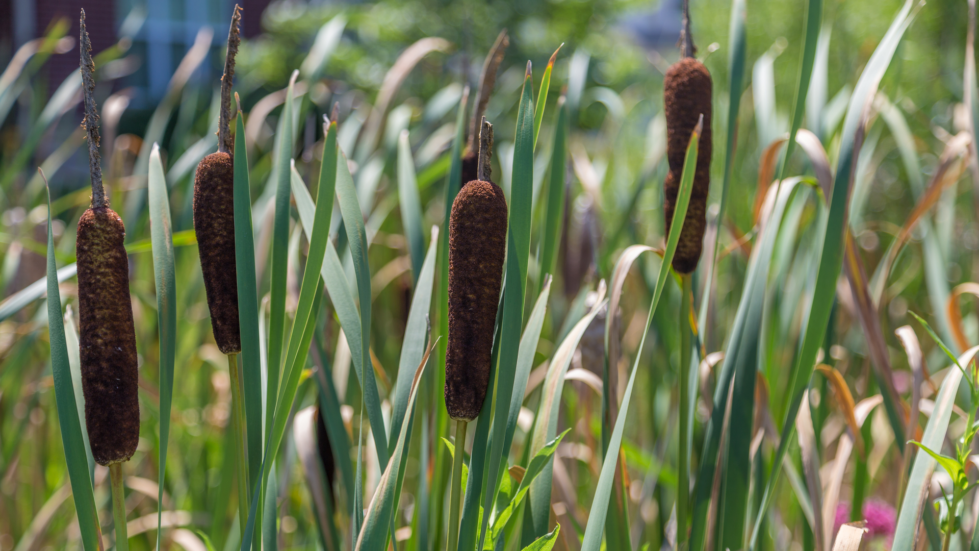 Dreamstime Xxl 57291451 643ed37924354