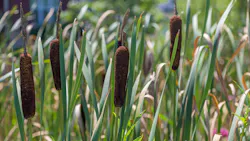 Dreamstime Xxl 57291451 643ed37924354 Dreamstime Xxl 57291451 643ed37924354