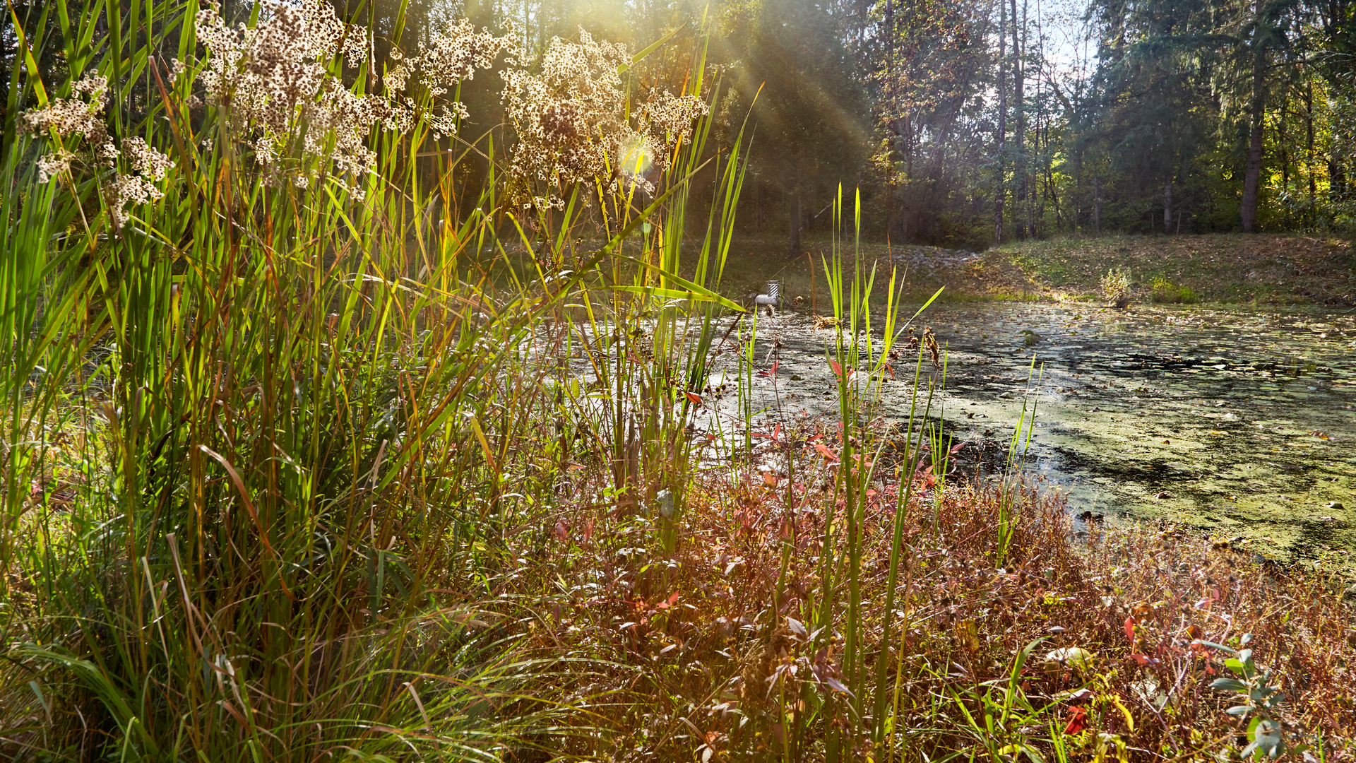 Dreamstime Xxl 184906435 64665bd9e04ac