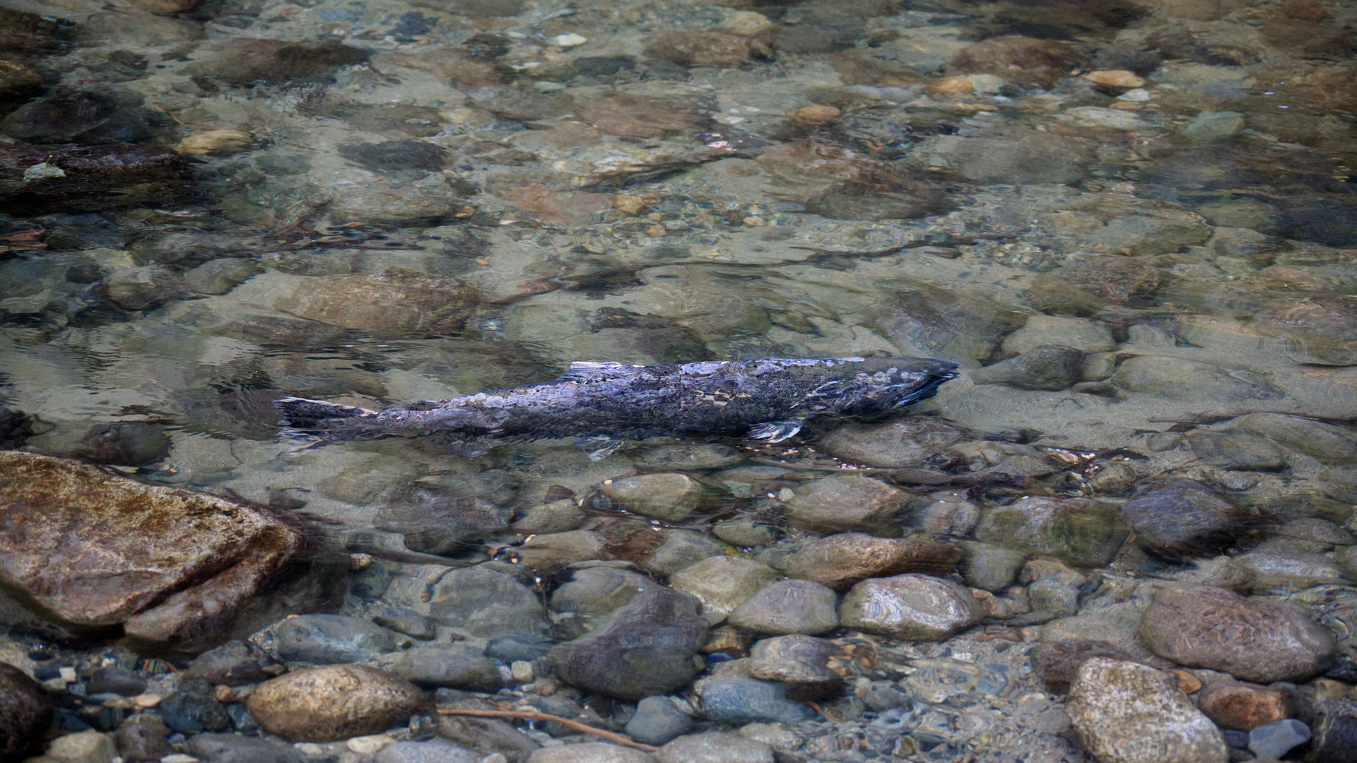 Dreamstime Xxl 16746780 649dc6d203c13