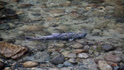 Dreamstime Xxl 16746780 649dc6d203c13 Dreamstime Xxl 16746780 649dc6d203c13