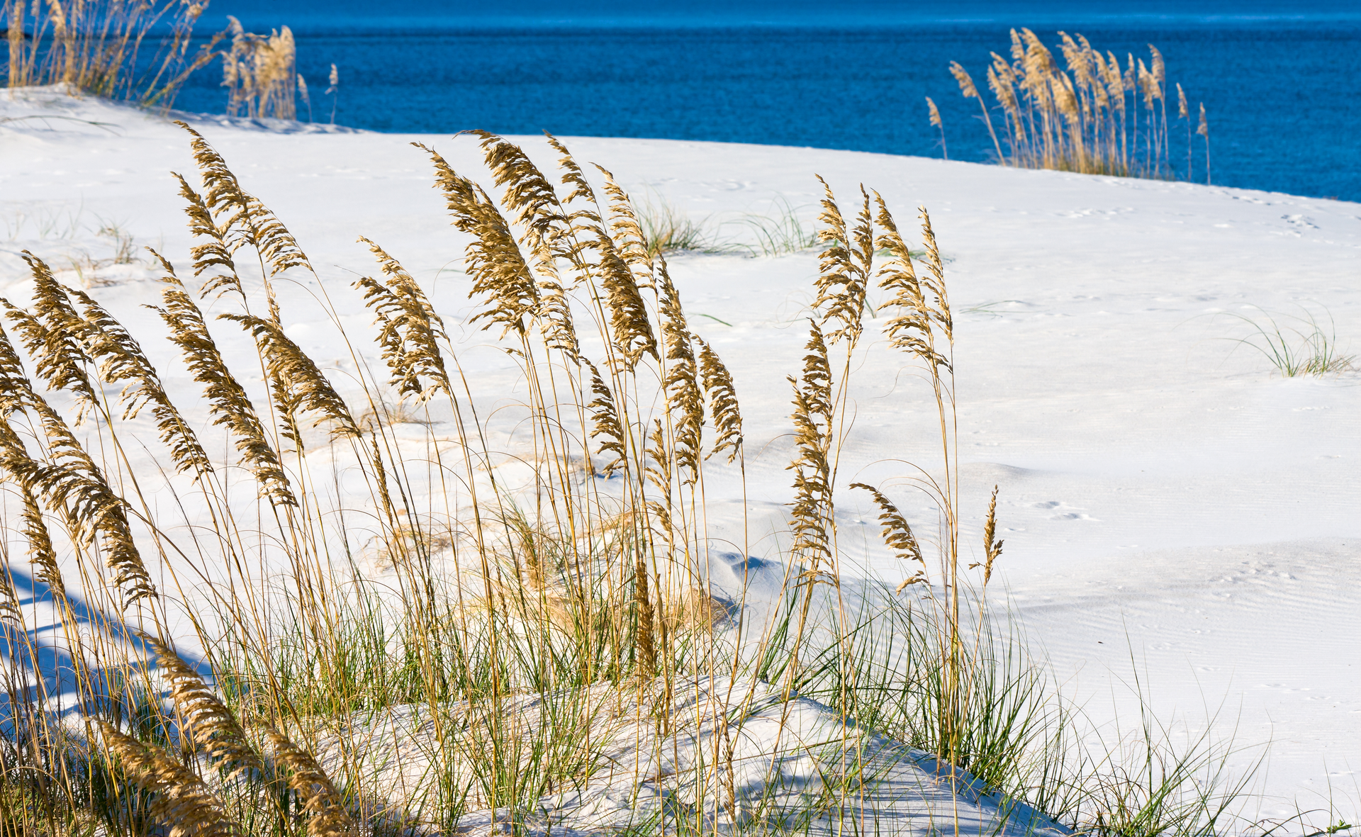 The U.S. Gulf Coast is one of three locations where research is being conducted within the wider DARPA Reefense program.