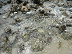 Research is under way to develop engineered reef-mimicking structures that address some of the challenges brought forth by coastal erosion. Research is under way to develop engineered reef-mimicking structures that address some of the challenges brought forth by coastal erosion.