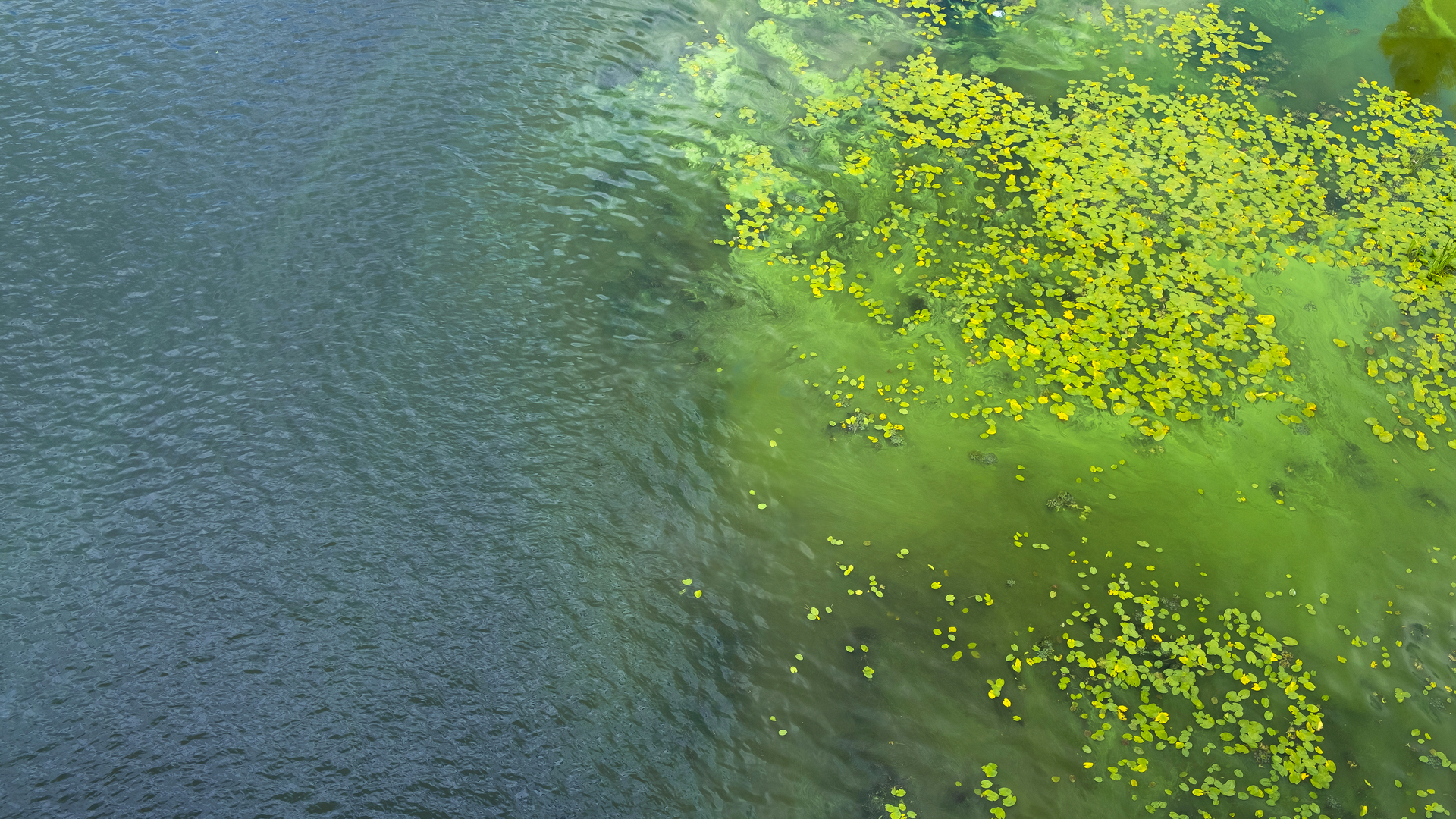 Dreamstime Xxl 172947991 64d3b650638ea