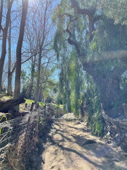 The Sylmar saw a more than 80% reduction of its primary pollutant zinc and 100% reduction in trash from captured runoff. The Sylmar saw a more than 80% reduction of its primary pollutant zinc and 100% reduction in trash from captured runoff.