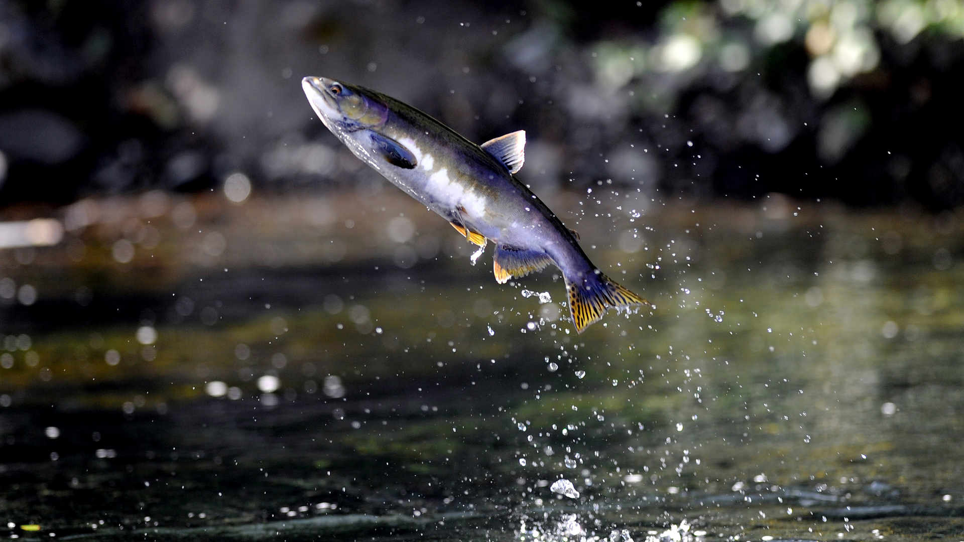 Dreamstime Xxl 90329607 65009171c4ad5