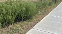 Bioswale natural vegetation plantings