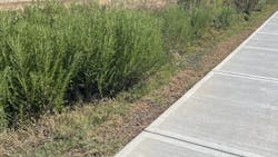Bioswale natural vegetation plantings Bioswale natural vegetation plantings