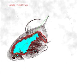This overlay image of a zooplankton from a fluorescence microscope shows algae as blue and microplastics as red. Zooplankton exposed to high microplastic concentrations can hold microplastic particles in their guts.