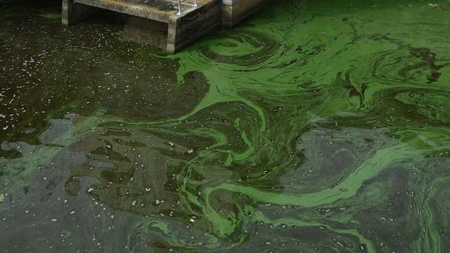 65a942252718b1001eeba793 Lowres Algaeinwater