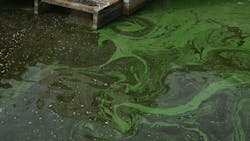 65a942252718b1001eeba793 Lowres Algaeinwater 65a942252718b1001eeba793 Lowres Algaeinwater