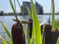 Biologists have now found a drastic increase in the richness of native and naturalized species in the area. Biologists have now found a drastic increase in the richness of native and naturalized species in the area.