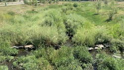 Drainageway corridors that are landscaped with native plant communities create natural open space that can benefit the local community. Drainageway corridors that are landscaped with native plant communities create natural open space that can benefit the local community.