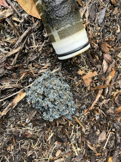 Figure 5 - Captured snails from existing manual filter. Figure 5 - Captured snails from existing manual filter.