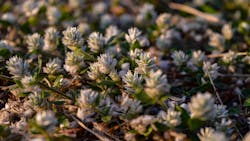 Alternanthera philoxeroides, commonly referred to as alligator weed. Description. Alligator weed is an emergent perennial with a hollow, trailing stem which often forms floating mats. The leaves are 1. 5 to 3 inches long and grow opposite each other along the stem. Alternanthera philoxeroides, commonly referred to as alligator weed. Description. Alligator weed is an emergent perennial with a hollow, trailing stem which often forms floating mats. The leaves are 1. 5 to 3 inches long and grow opposite each other along the stem.