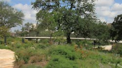 Waterloo Park vegetation. Waterloo Park vegetation.