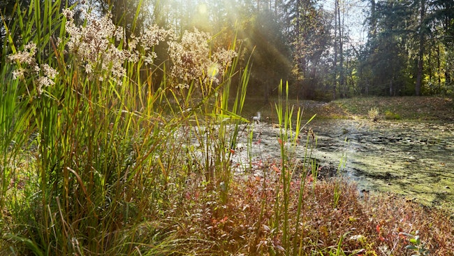 Restored stormwater pond with beaver-proof culvert.