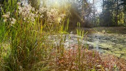 Restored stormwater pond with beaver-proof culvert. Restored stormwater pond with beaver-proof culvert.
