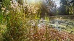 Restored stormwater pond with beaver-proof culvert. Restored stormwater pond with beaver-proof culvert.