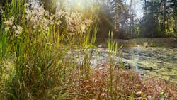 Restored stormwater pond with beaver-proof culvert. Restored stormwater pond with beaver-proof culvert.