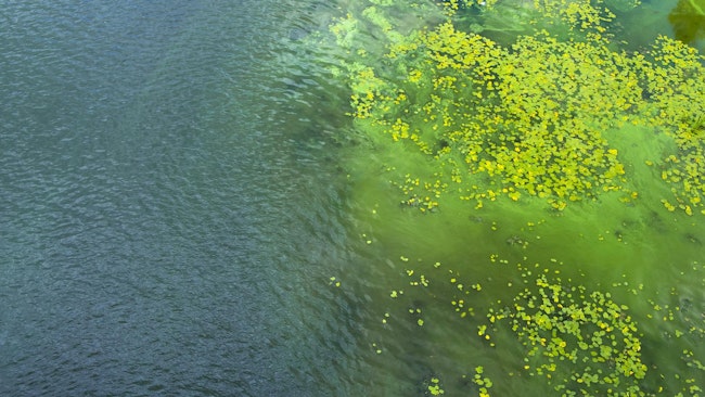EPA announces $3.7 million in grants to reduce HABs in Lake Erie