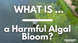 Blooming blue-green algae Blooming blue-green algae