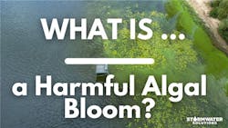 Blooming blue-green algae Blooming blue-green algae