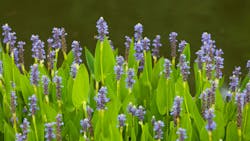 Violet blue Pontederia flowers growing by the lake. Plant is also known as Blue Pickerel weeds Violet blue Pontederia flowers growing by the lake. Plant is also known as Blue Pickerel weeds