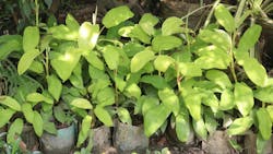 Green Arrow arum plant on farm Green Arrow arum plant on farm