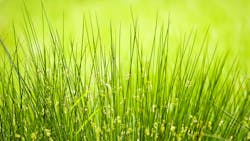 Juncus effusus in rain Juncus effusus in rain