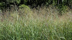 Heavy Metal Panicum ornamental grasses Heavy Metal Panicum ornamental grasses