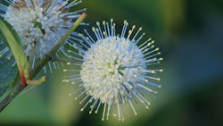 Buttonbush (Cephalanthus occidentalis) Flower Buttonbush (Cephalanthus occidentalis) Flower