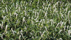 Lizard`s tail Saururus cernuus Lizard`s tail Saururus cernuus