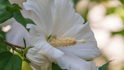 White flowers of Hibiscus grandiflorus White flowers of Hibiscus grandiflorus