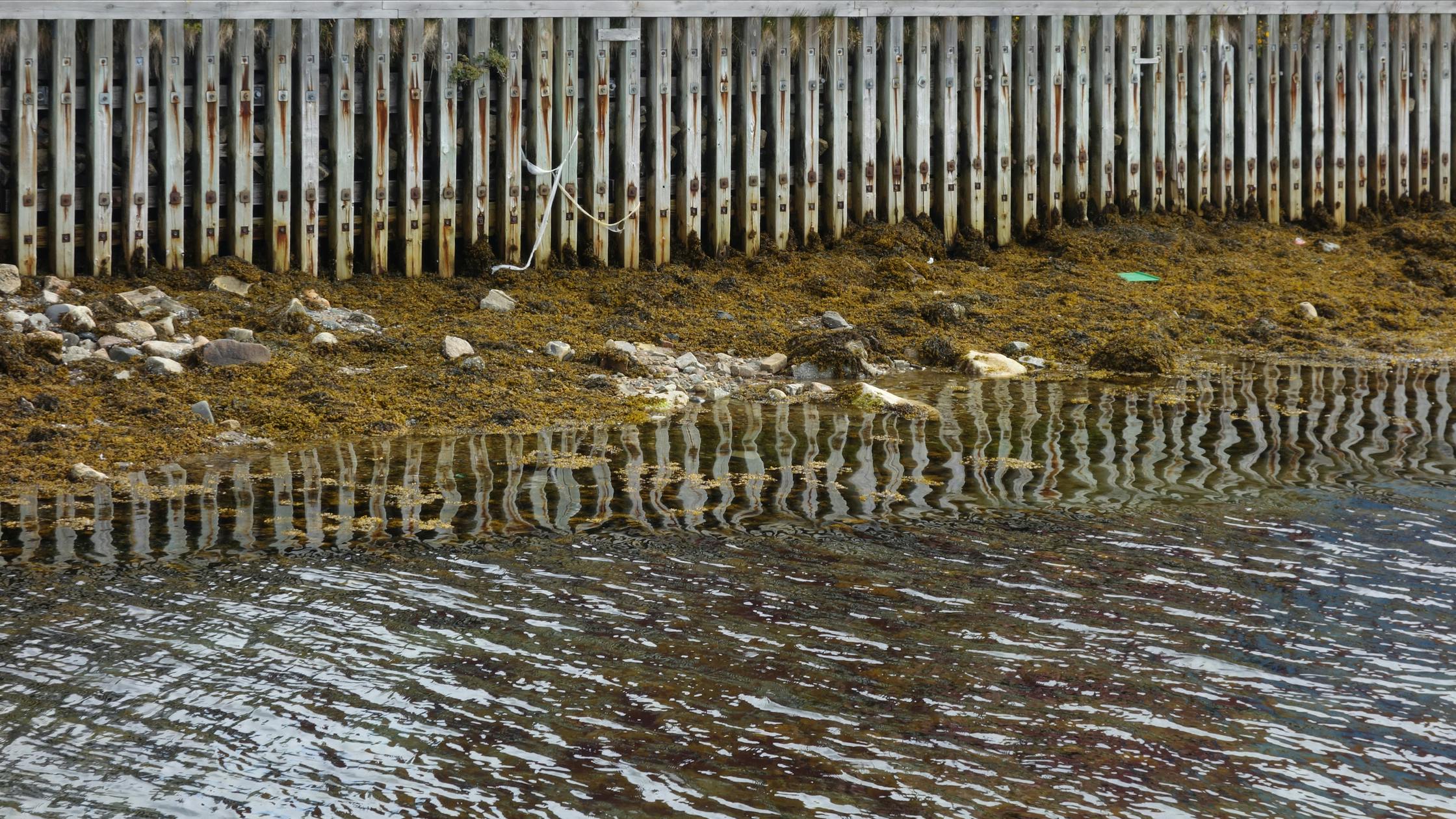 Seaweed and moss on the shore in front of a fence, Qaqortoq, Greenland