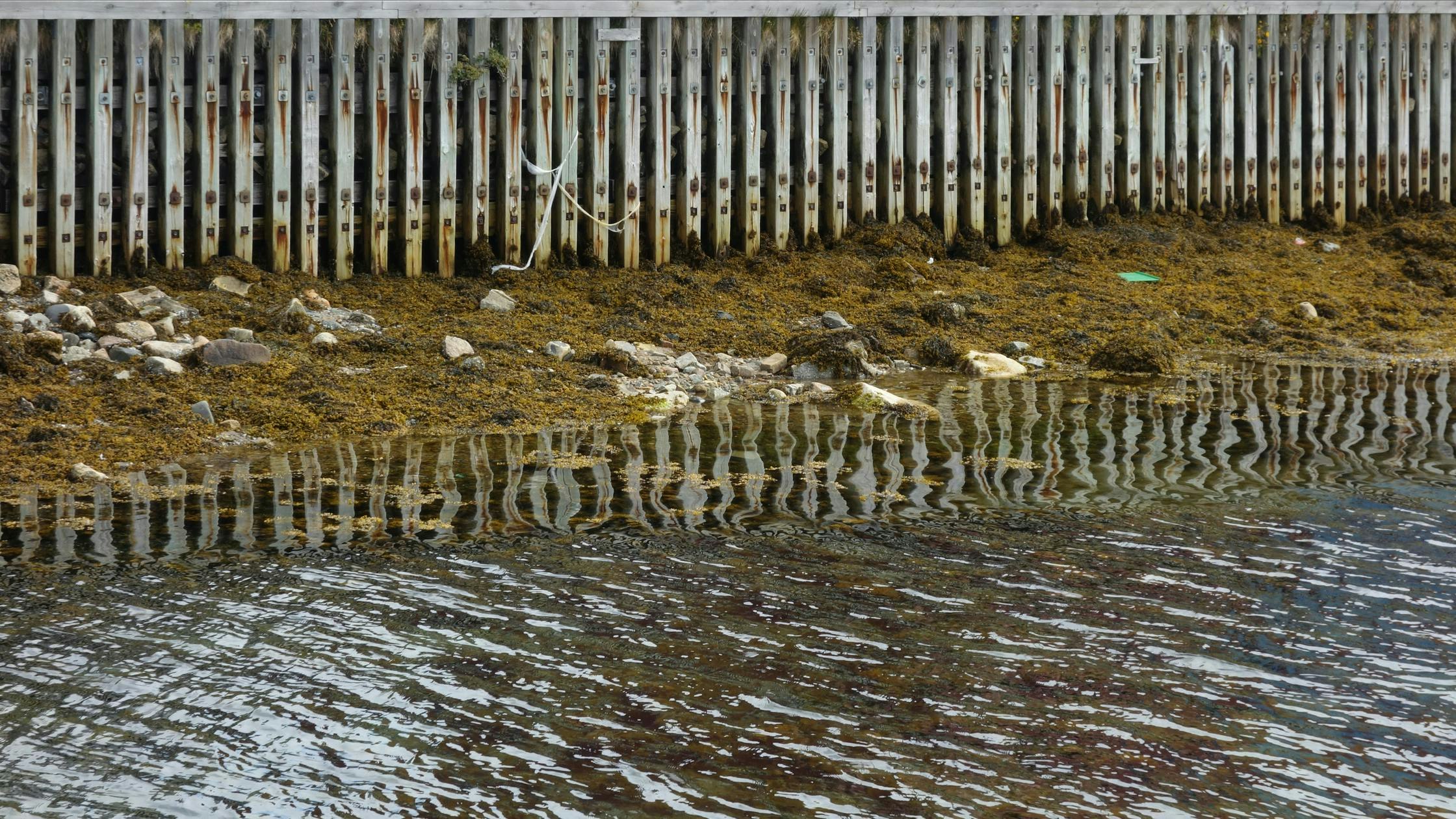 Seaweed and moss on the shore in front of a fence, Qaqortoq, Greenland