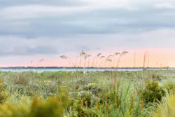 Sullivan’s Island boasts almost four miles of ocean front shoreline and around 600 acres of tidal salt marshes along the landward (“back beach”) side. Sullivan’s Island boasts almost four miles of ocean front shoreline and around 600 acres of tidal salt marshes along the landward (“back beach”) side.