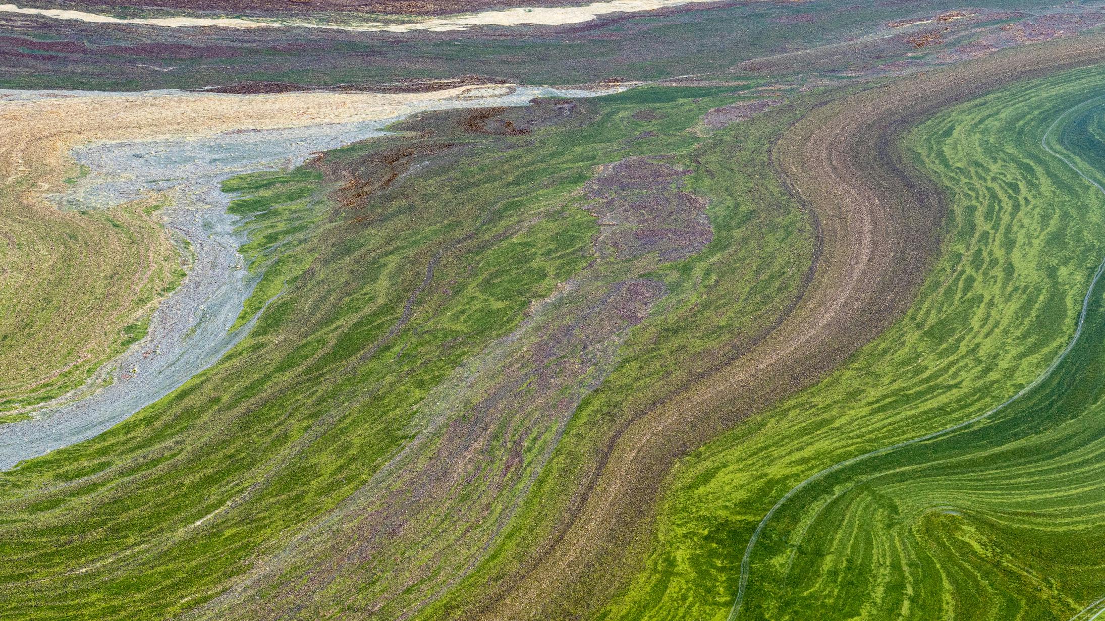 Chesapeake Bay forecasting system adds AI-powered HAB and water quality tools
