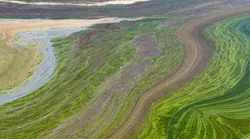 Chesapeake Bay forecasting system adds AI-powered HAB and water quality tools