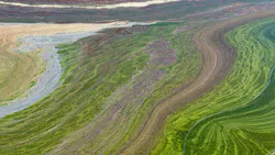Chesapeake Bay forecasting system adds AI-powered HAB and water quality tools